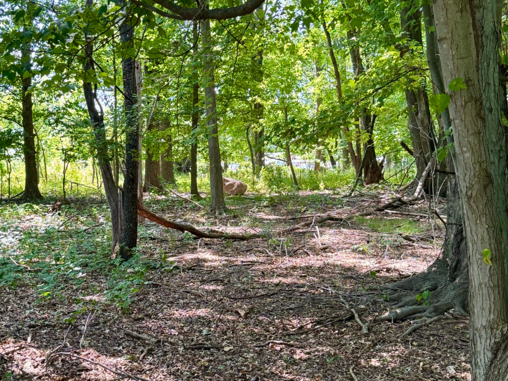 Wooded area with tall trees inside Hawk Rise Sanctuary nature preserve
