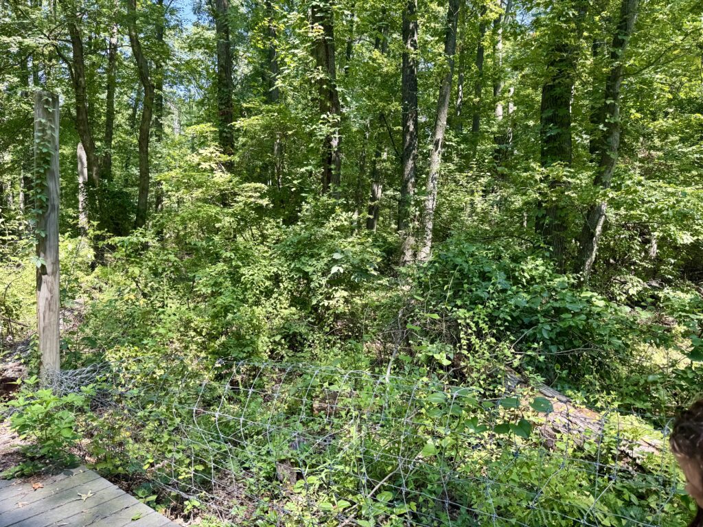 Fenced walking path through the forest at Hawk Rise Sanctuary in Linden
