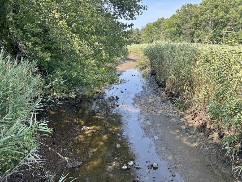 Stream running through wetlands along the Hawk Rise Sanctuary hiking trail
