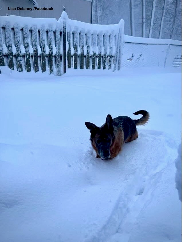 Blizzard Warning: Snow Routes, Towing, Trash Canceled Across Central Jersey 2 Dog stands in knee-deep snow in Edison, NJ backyard during February 2026 blizzard